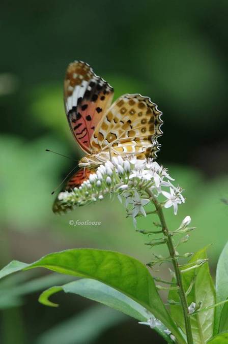 2011-07-16_702.jpg