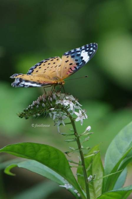 2011-07-16_705.jpg