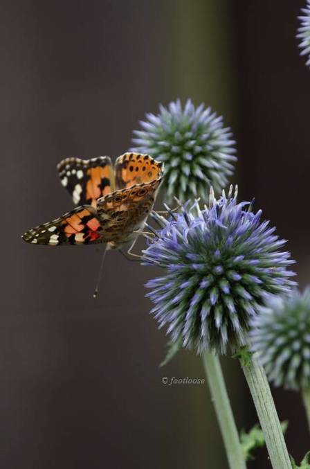 2011-07-25_046.jpg