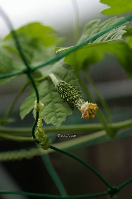 2011-07-25_247.jpg