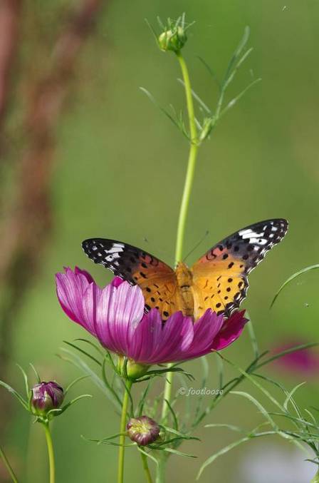2011-07-29_057.jpg
