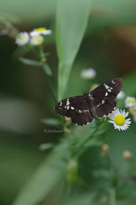 2011-07-30_029.jpg