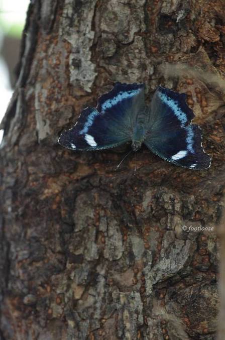 2011-07-31_318.jpg