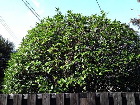 2011-11-16_082.jpg