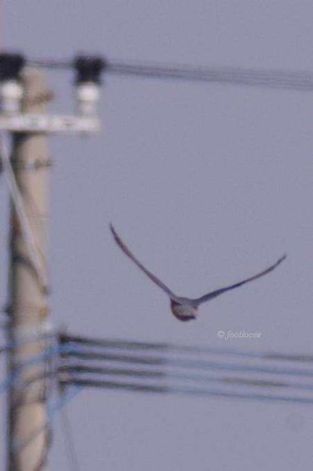 2012-01-07_462.jpg